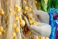 ایران در مرز صادرات سیب‌زمینی گواهی‌شده