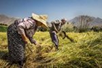 روند مطلوب برداشت برنج در گیلان