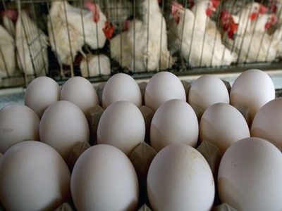 چرا دولت دوازدهم در تنظیم بازار محصولات پروتئینی شکست خورد؟ – خبرگزاری مهر | اخبار ایران و جهان