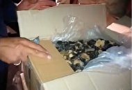 جلوگیری از قاچاق چند میلیون یورویی قارچ سیاه