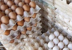 ۱۰ هزار تن تخم مرغ وارد می شود/ تعادل قیمت تا دو هفته دیگر – خبرگزاری مهر | اخبار ایران و جهان