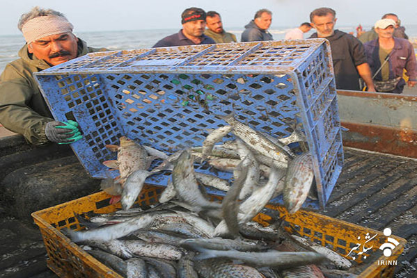  صید ماهی استخوانی در سواحل مازندران