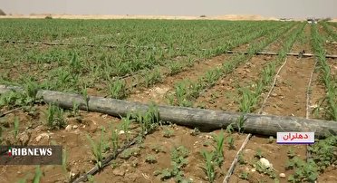 اجرای سیستم نوین آبیاری قطره‌ای در مزارع دهلران