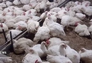 آغاز اجرای طرح خرید مرغ مازاد مرغداران در ایلام