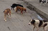 جمع آوری سگ های ولگرد در سرابله