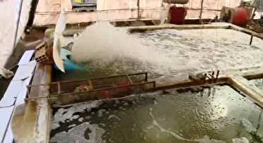 راه اندازی نخستین مزرعه مکانیزه تولید ماهیان گرم آبی کشور در ایلام