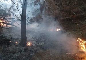 صاعقه، درخت کهنسال دانشگاه علوم پزشکی تبریز را به آتش کشید+ تصاویر