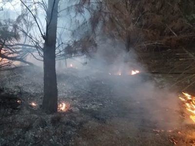 صاعقه، درخت کهنسال دانشگاه علوم پزشکی تبریز را به آتش کشید+ تصاویر