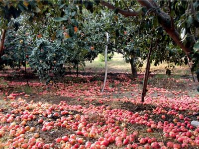 چالش باغداران اهر با بیمه کشاورزی/ قطب سیب کشور درگیر مشکلات است