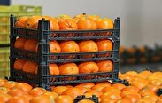 قیمت میوه تنظیم بازاری نوروز در کردستان چه قدر است؟
