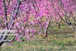 (تصاویر) شکوفه‌های بهاری در منطقه قره‌داغ – پایگاه خبری و تحلیلی خبرنگار پایگاه خبری و تحلیلی امین ارسباران
