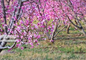 (تصاویر) شکوفه‌های بهاری در منطقه قره‌داغ – پایگاه خبری و تحلیلی خبرنگار پایگاه خبری و تحلیلی امین ارسباران