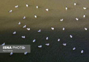 (تصاویر) پرندگان مهاجر دریای خزر – پایگاه خبری و تحلیلی خبرنگار پایگاه خبری و تحلیلی امین ارسباران