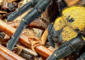 (تصاویر) عنکبوت مخملی: گونه‌ای بزرگ و سیاه با چهره پشمالو! – پایگاه خبری و تحلیلی خبرنگار پایگاه خبری و تحلیلی امین ارسباران