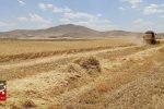 ظهور خوشه‌های طلایی گندم در کردستان