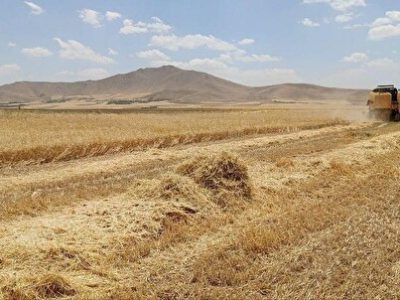 ظهور خوشه‌های طلایی گندم در کردستان