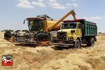 میزان خرید تضمینی گندم به مرز ۵۰۰ هزار تن رسید