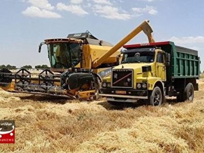 میزان خرید تضمینی گندم به مرز ۵۰۰ هزار تن رسید