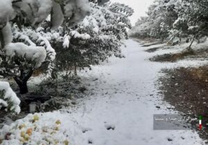 غافلگیری باغداران مراغه ای در پی بارش برف