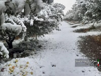 غافلگیری باغداران مراغه ای در پی بارش برف