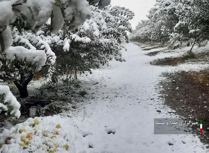 غافلگیری باغداران مراغه ای در پی بارش برف