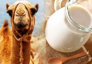 آیا شیر شتر شدت آسم را کاهش می‌دهد؟