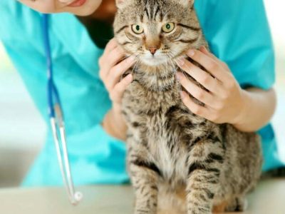 درمان حیوانات خانگی با سلول های بنیادی