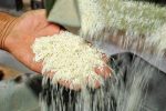 قیمت برنج در میادین و بازارهای میوه و تره‌بار شهرداری تهران اعلام شد