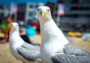 مرغان دریایی لحن تند انسان را میفهمند!