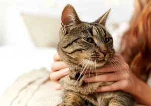 نگهداری گربه ممکن است خطر اسکیزوفرنی را دو برابر کند