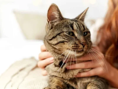 نگهداری گربه ممکن است خطر اسکیزوفرنی را دو برابر کند