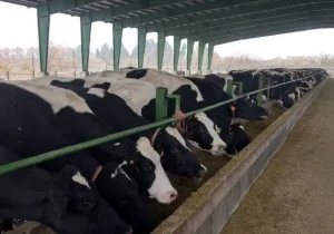 داد گاوداران در آمد؛ ارزها را نفله کردند!