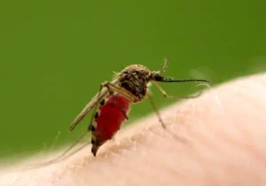 فروپاشی یک باور قدیمی در مورد پشه‌ها