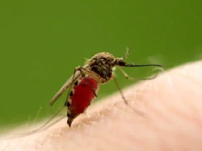 فروپاشی یک باور قدیمی در مورد پشه‌ها