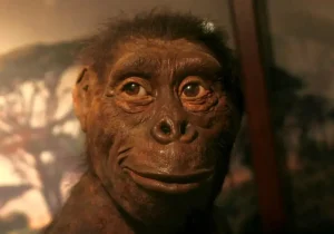 یکی از قدیمی‌ترین اجداد انسان؛ «لوسی» چه رازهایی از تکامل انسان را فاش می‌کند؟