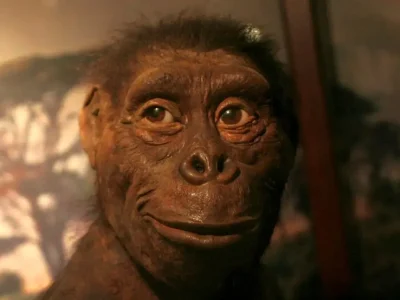 یکی از قدیمی‌ترین اجداد انسان؛ «لوسی» چه رازهایی از تکامل انسان را فاش می‌کند؟