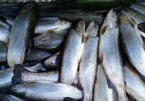 روسیه واردات قزل‌آلا از ایران را پنج برابر کرد