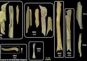 ثابت شد؛ انسانها، آدمخوار بودهاند!