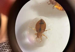 ساس‌ها از آب می‌ترسند!