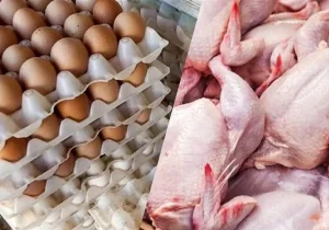 سقوط آزاد مصرف مرغ و تخممرغ در کشور
