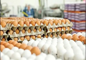 تخم مرغ ۶۲ درصد گران شد