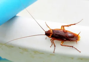 سوسک چطور بدون سر زنده می‌ماند؟